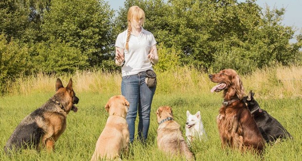 Teach your dog with 5 essential commands