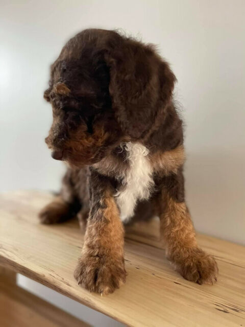 Aussie Doodle Puppy’s Coming, 3 spots left to reserve.