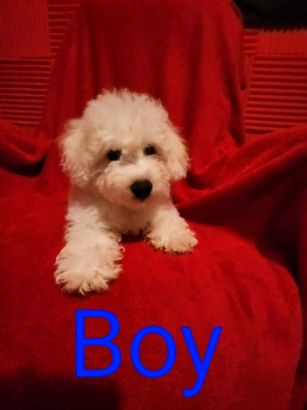 Adorable pure breed Bichon frise puppies