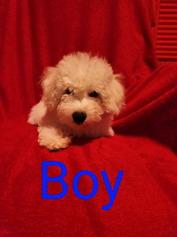Adorable pure breed Bichon frise puppies