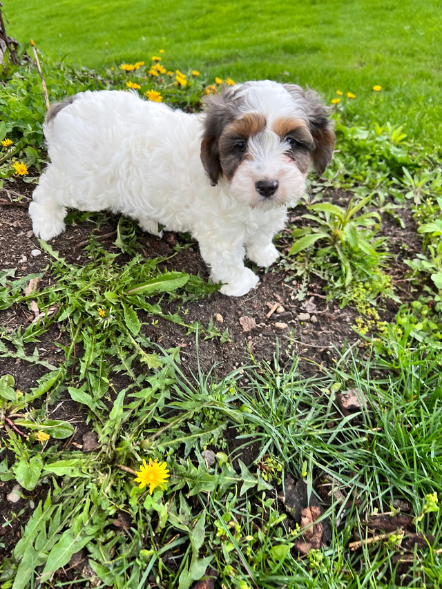 Cavapoo Puppies (come with health guarantee)