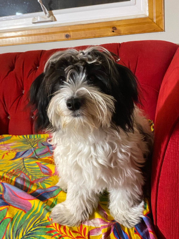 Coton De Tulear dog for rehoming