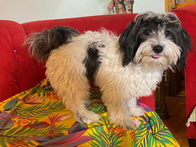 Coton De Tulear dog for rehoming