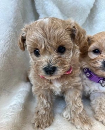 Maltipoo Puppies  For New Homes