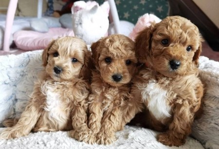Maltipoo Puppies  For New Homes