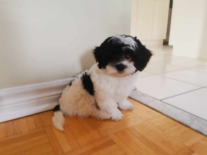 Adorable and Playful, Hypoallergenic Shih-Poo mix puppy with all 3 shoots ready for pickup!