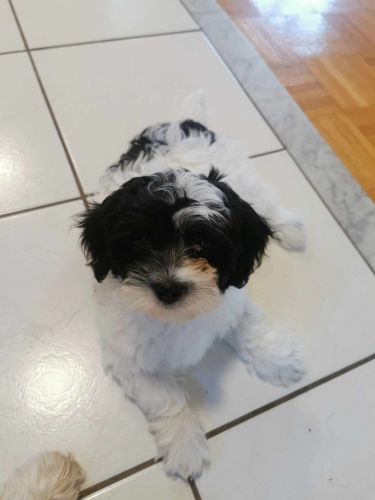 Adorable and Playful, Hypoallergenic Shih-Poo mix puppy with all 3 shoots ready for pickup!
