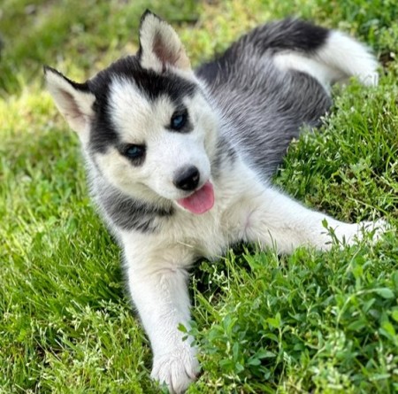 Male and Female Siberian Husky Puppies Available in Renfrew County Area ...