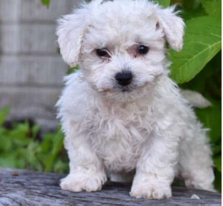 CKC Morkie PUPPIES Email (ckcpetshome@gmail.com)