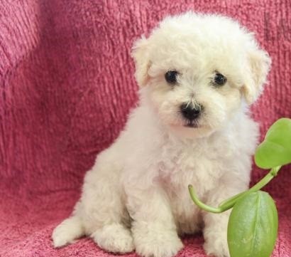 CKC Morkie PUPPIES Email (ckcpetshome@gmail.com)