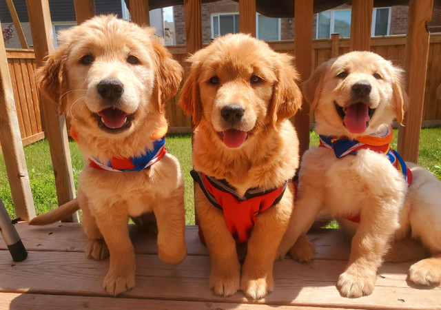 Golden-Retriever Puppies