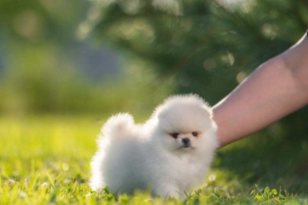 Adorable AKC registered T-Cup Pomeranian Pups available.