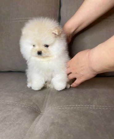 Toy face looking teacup pomeranian puppies for sale