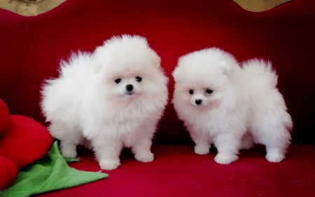 Teddy Bear Pomeranian Puppies Ready for new homes