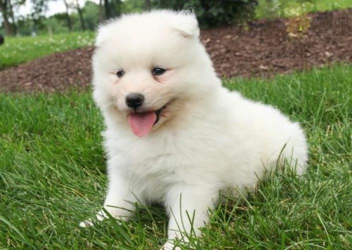 CKC SAMOYED PUPPIES Email (ckcpetshome@gmail.com)
