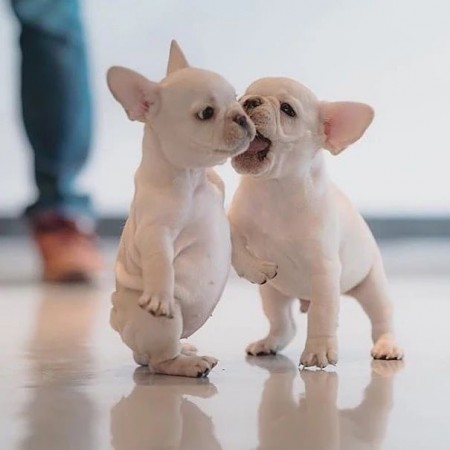 CANADIAN MALE and FEMALE FRENCH BULLDOG PUPPIES
