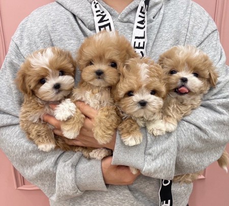 CANADIAN MALE and FEMALE MALTIPOO PUPPIES