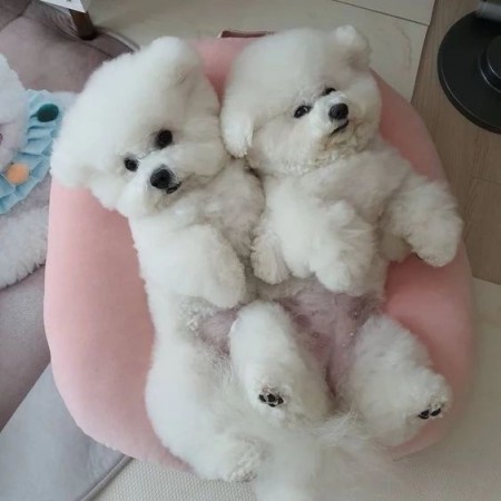 CANADIAN MALE and FEMALE BICHON FRISE PUPPIES