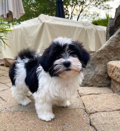 CANADIAN MALE and FEMALE HAVANESE PUPPIES