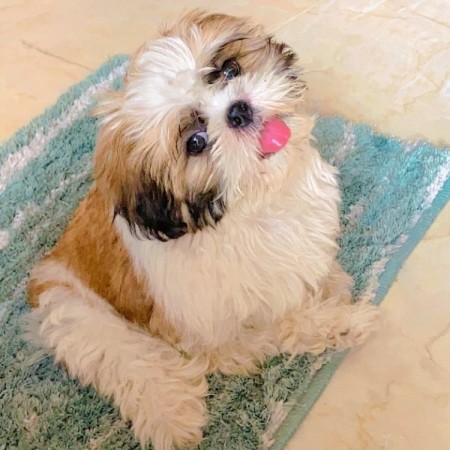 CANADIAN MALE and FEMALE SHIH TZU PUPPIES