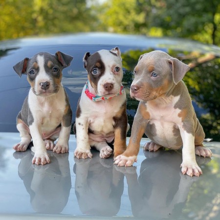 CANADIAN  MALE and FEMALE AMERICAN PITBULL TERRIER PUPPIES