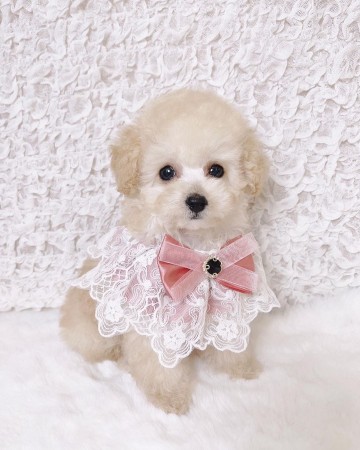 CANADIAN MALE and FEMALE TOY POODLE  PUPPIES