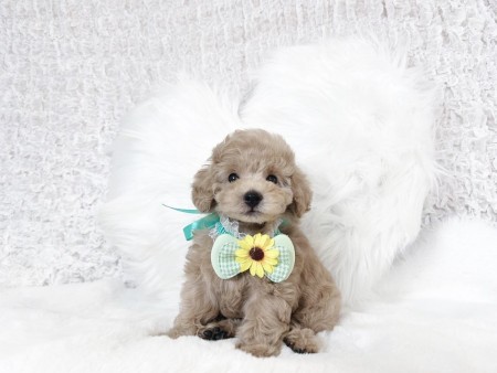 CANADIAN MALE and FEMALE TOY POODLE  PUPPIES
