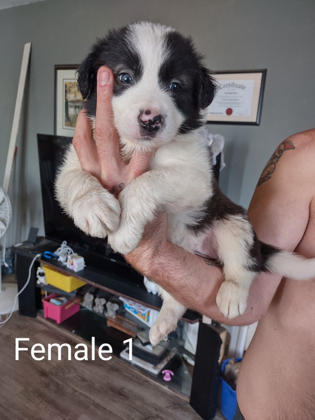 Cbca registered border Collie puppies