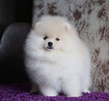I have gorgeous Male and Female Pomeranian puppies