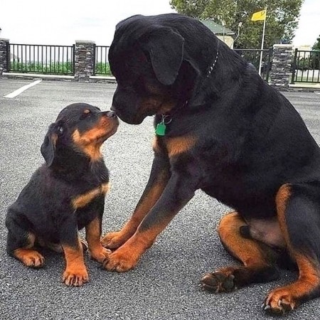 CANADIAN REGISTERED ROTTWEILER PUPPIES