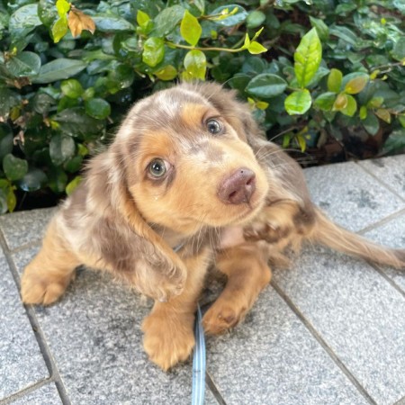 CANADIAN MALE and FEMALE DACHSHUND PUPPIES