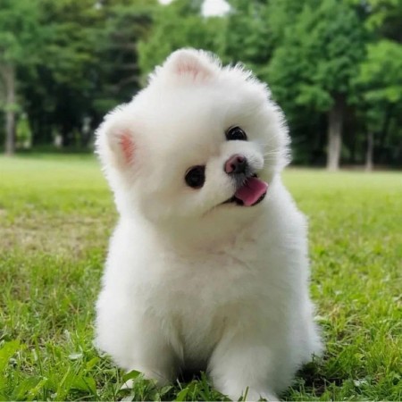 CANADIAN MALE and FEMALE POMERANIAN PUPPIES