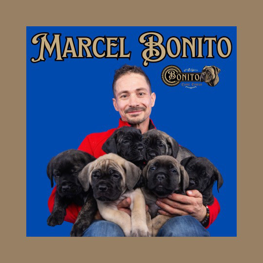 Bonito Cane Corso Puppies For Sale