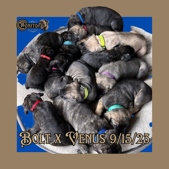 Bonito Cane Corso Puppies For Sale