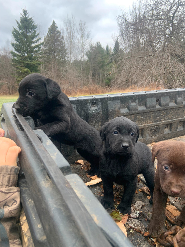 Beautiful Purebred Black and Chocolate Lab puppies