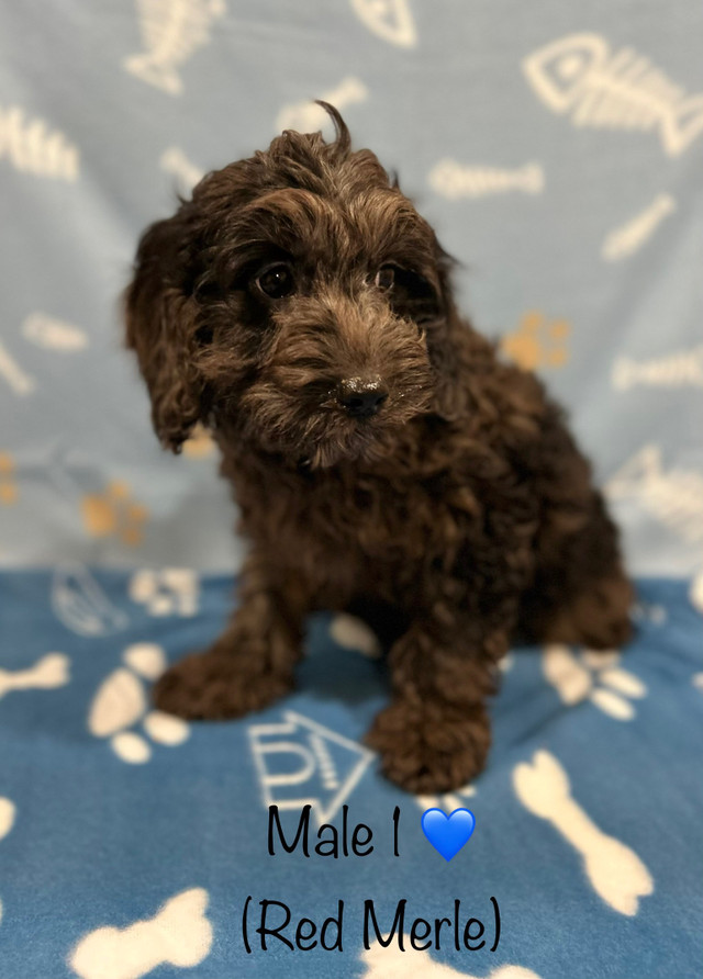 F1B cockapoo puppies (Rare Red Merle!) ** Delivery Available