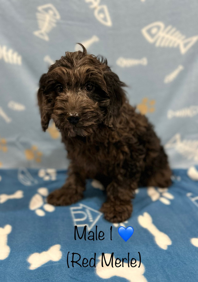 F1B cockapoo puppies (Rare Red Merle!) ** Delivery Available