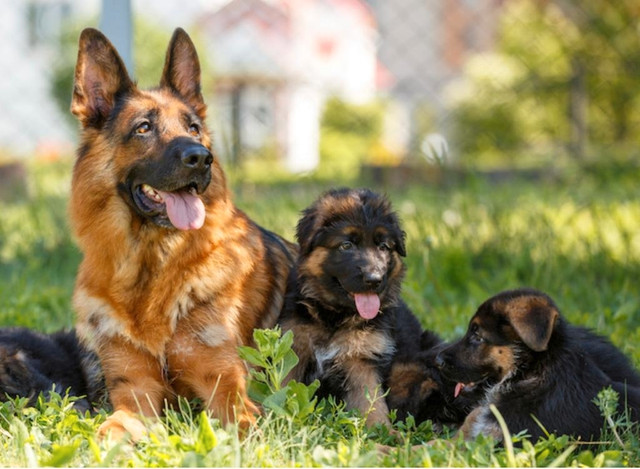 world class German Shepherd puppies