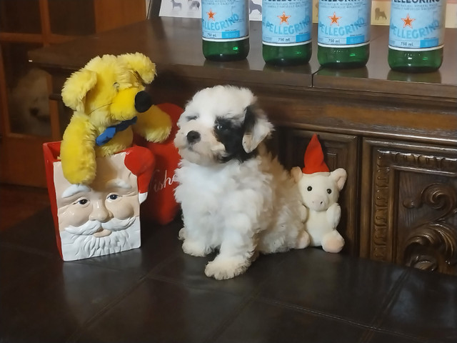 Royal Coton de tulear super cuddly puppies ready for their homes