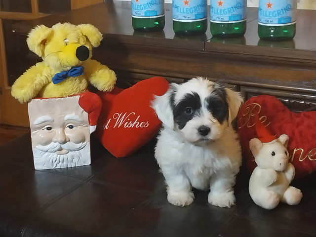 Royal Coton de tulear super cuddly puppies ready for their homes