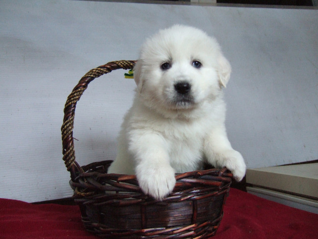Pure Bred Great Pyrenees Puppies