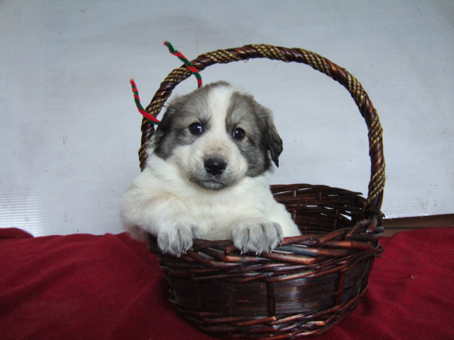 Pure Bred Great Pyrenees Puppies