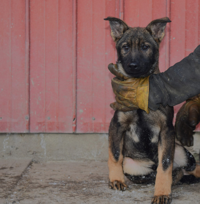 Sable and All Black German shepherd puppies CKC