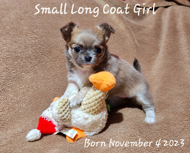 Small Stunning  Chihuahua LC Girl Puppy & Brother