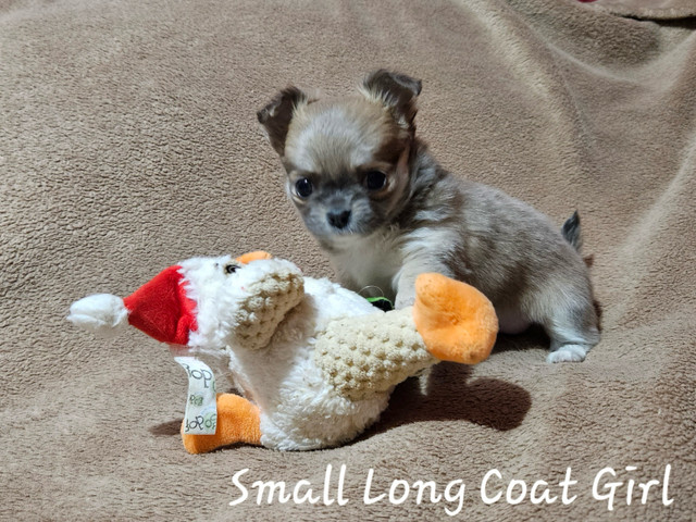 Small Stunning  Chihuahua LC Girl Puppy & Brother