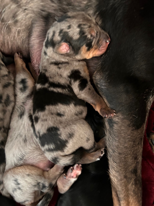 8 Catahoula mixed Berndoodle puppies