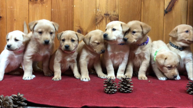 Lab Cross Puppies (New Liskeard Area )