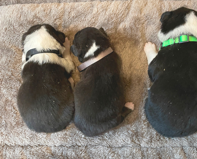 Tri-Coloured Purebred Border Collie Puppies For Sale