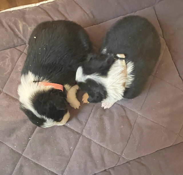 Tri-Coloured Purebred Border Collie Puppies For Sale
