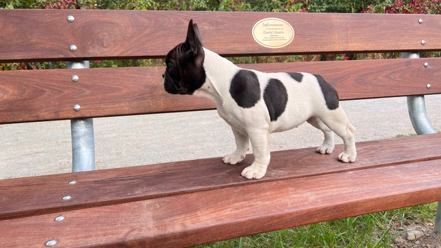 Super Class  french bulldog youth or puppies